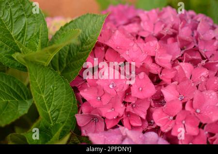 Pink Hydrangea Flowers With Water Droplets. Stock Photo