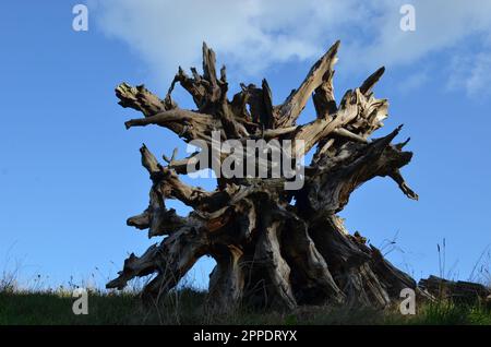 Old Tree Stump Against Blue Sky. Stock Photo