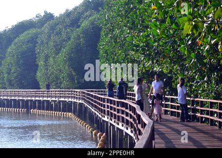 People walking at the Prasae Rayong Mangrove Forest boardwalk or mangrove forest trail, Rayong, Thailand.  An elevated wooden boardwalk through the mangrove forest of approximately 1.8 kilometers. Stock Photo