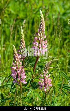 Pink lupine flowers. Cavendish, Prince Edward Island National Park, Canada Stock Photo