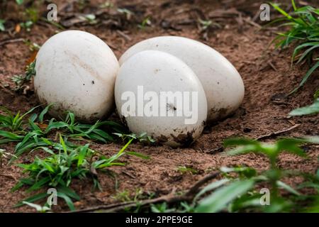 Close-up of three Nandu or Rhea eggs lying in its nest of soil in the grass, Pantanal Wetlands, Mato Grosso, Brazil Stock Photo