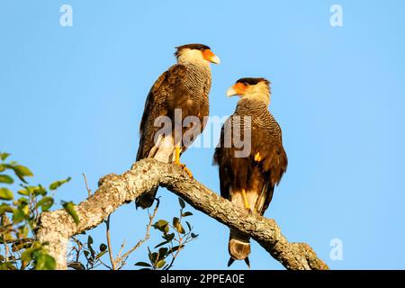 Two Caracara perching on a tree branch, facing each other against blue sky, Pantanal Wetlands, Mato Grosso, Brazil Stock Photo