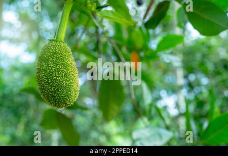 Young jackfruit on jackfruit tree in a tropical fruit garden. Baby jackfruit on blur background of green leaves in organic jackfruit garden. Fruit Stock Photo