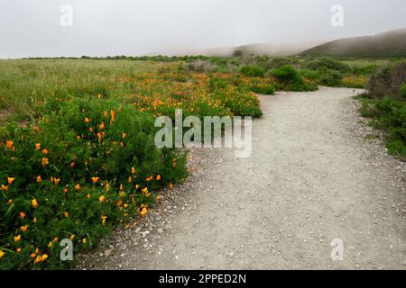 Walking path along the coastline with california poppies in bloom in Montana de Oro State Park, Central California Coast Stock Photo