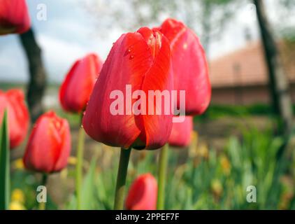 Red tulips with raindrops in the garden Stock Photo