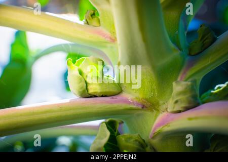 Green young fruits of brussels sprouts close-up on a blurred background grow on a stem in the vegetable garden Stock Photo