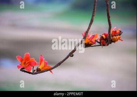 The flowers of the kapok tree are orange and it blooms in the spring. The famous Linchupi Kapok Road. Tainan City, Taiwan. Stock Photo