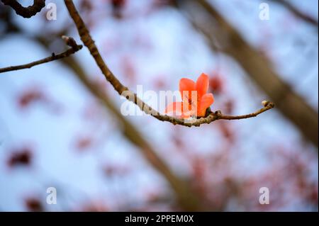 The flowers of the kapok tree are orange and it blooms in the spring. The famous Linchupi Kapok Road. Tainan City, Taiwan. Stock Photo