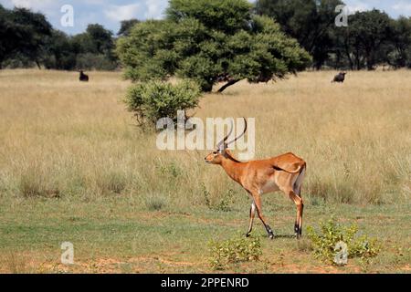 Male red lechwe antelope (Kobus leche) in natural habitat, southern Africa Stock Photo