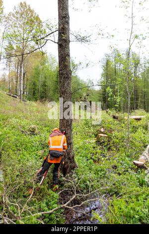 Lumberjack cutting tree trunk with chainsaw Stock Photo