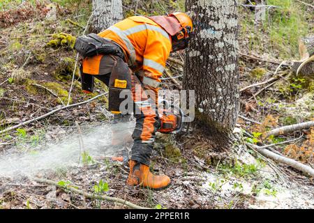 Lumberjack cutting tree trunk with chainsaw Stock Photo