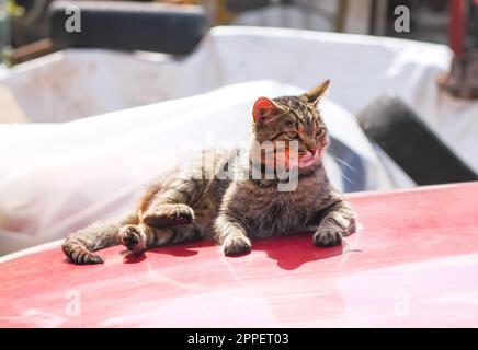 Gray cat sitting on the hood of a car in a warm sunny day. Stock Photo