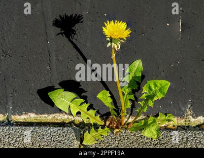 yellow dandelion flower on a wall Stock Photo
