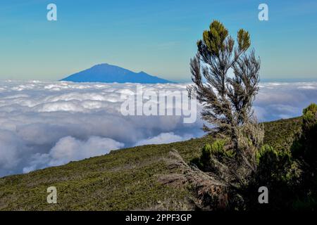 A solitary tree stands on the edge of a mountaintop, with a vast crater in the background Stock Photo