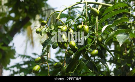 June plum (Spondias dulcis) or ambarella or jew plum or golden apple tropical fruit on a tree Stock Photo