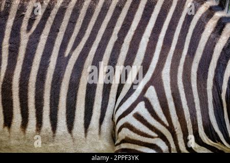 Hartmann's mountain zebra (Equus zebra Hartmannae) skin background, animal in the family Equidae, native region: mountainous areas of south-western An Stock Photo