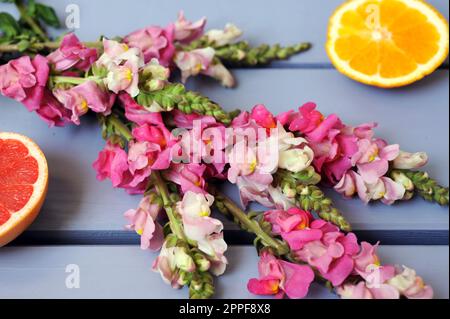 An arrangement of pink flower branches on a purple wooden plank table next to citrus fruits. Stock Photo