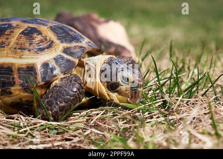 Land turtle close up. Russian tortoise on the grass Stock Photo