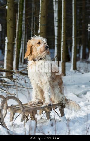 Dog sitting on a slide in snowy forest in winter, Bavaria, Germany Stock Photo