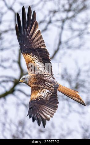 THRILLING images of a red kite giving off a powerful stare to the photographer’s lens have been captured in Wales. Stock Photo
