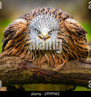 THRILLING images of a red kite giving off a powerful stare to the photographer’s lens have been captured in Wales. Stock Photo
