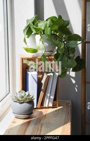 Different beautiful houseplants and books on window sill indoors Stock Photo