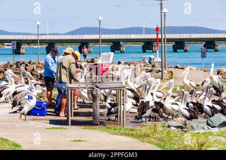 Waiting for fish scrap - Forster Stock Photo