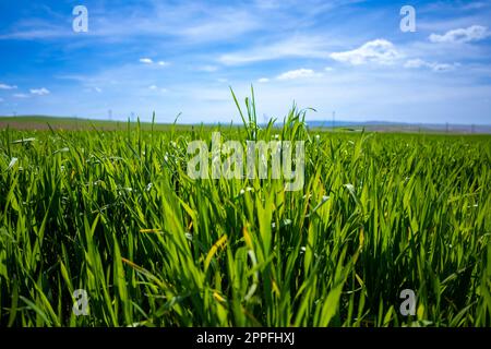 Green Crops Beneath a Blue Sky with White Clouds Stock Photo