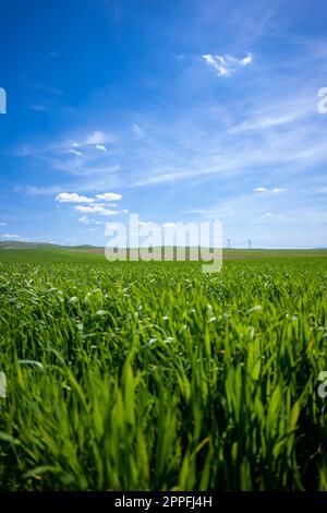 Green Crops Beneath a Blue Sky with White Clouds Stock Photo