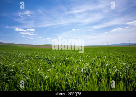Green Crops Beneath a Blue Sky with White Clouds Stock Photo