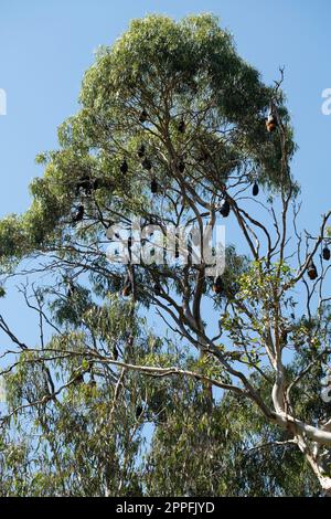 Fruit bats (grey-headed flying foxes) hanging upside down in a tree in Melbourne, Australia Stock Photo