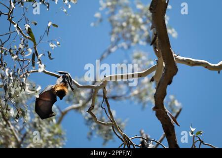 Fruit bats (grey-headed flying foxes) hanging upside down in a tree in Melbourne, Australia Stock Photo