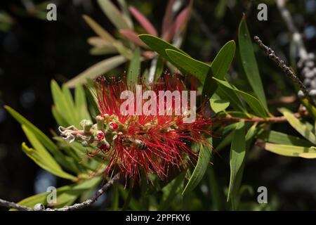 Common red bottlebrush or Melaleuca citrina with some buds yet to bloom and a bee on it, in Melbourne, Australia Stock Photo