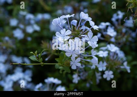 Flowers of the Plumbago auriculata, cape leadwort or blue plumbago in a garden. Narrow depth of field Stock Photo