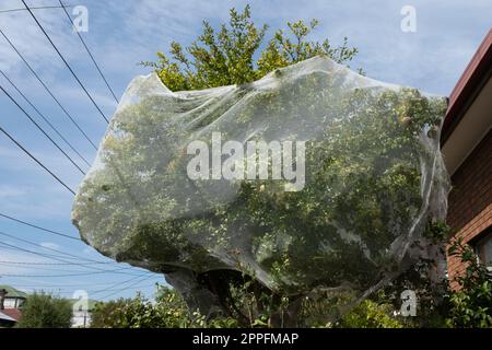 Green tree with fruits protected with thin plastic mesh against pecking birds Stock Photo