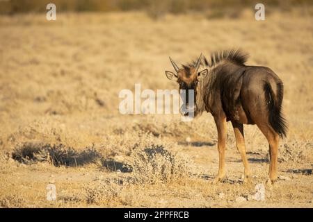 A Young Blue Wildebeest In Etosha National Park, Namibia Stock Photo