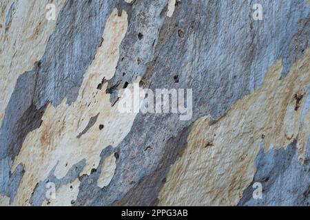 Close-up of a beautiful pattern with blue and brown on the bark of a trunk of a eucalyptus tree in Melbourne, Australia Stock Photo