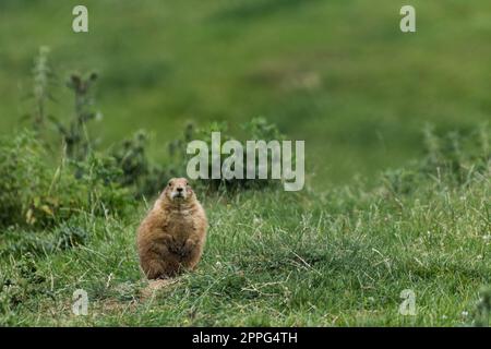 little prairie dog sits on a green meadow and looks into the camera Stock Photo