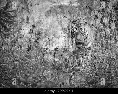 Siberian tiger in black white. Elegant big cat. Endangered predator. Mammal animal Stock Photo