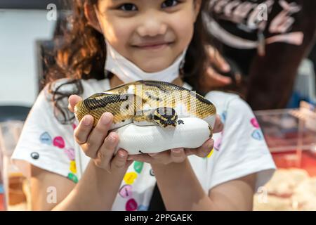 Girl holding a ball python Stock Photo - Alamy