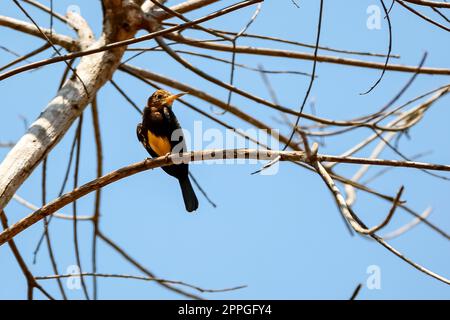 Brown Jacamar perching on a leafless tree against blue sky, looking to the right, Amazon rainforest, San Jose do Rio Claro, Mato Grosso, Brazil Stock Photo
