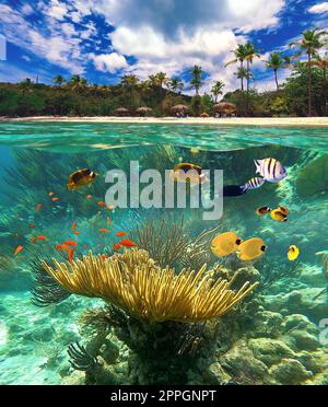 Group of scuba divers exploring coral reef. Underwater sports and tropical vacation concept Stock Photo