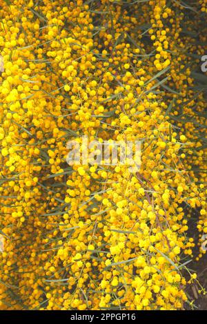Acacia pycnantha, golden wattle, an Australian shrub species growing in Episkopi, near Paphos, Republic of Cyprus Stock Photo