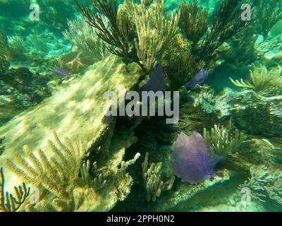 Sunken ship under the sea. Beautifiul underwater colorful coral reef at Caribbean Sea at Honeymoon Beach on St. Thomas, USVI Stock Photo