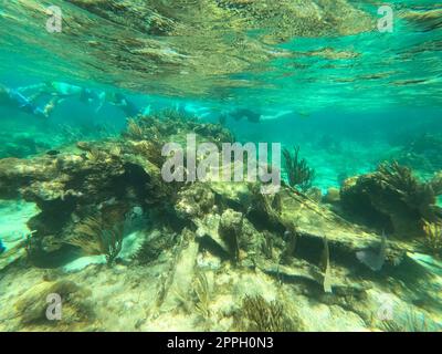 Group of people snorkeling near sunken ship under the sea. Beautifiul underwater colorful coral reef at Caribbean Sea at Honeymoon Beach on St. Thomas, USVI Stock Photo