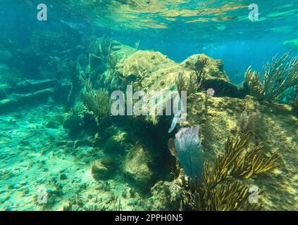 Sunken ship under the sea. Beautifiul underwater colorful coral reef at Caribbean Sea at Honeymoon Beach on St. Thomas, USVI Stock Photo