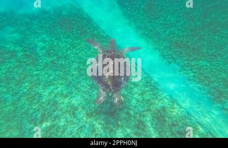 Young Hawksbill Turtle swimming along in Nassau, Bahamas. Stock Photo