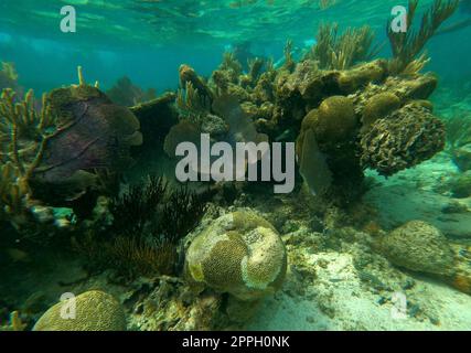 Sunken ship under the sea. Beautifiul underwater colorful coral reef at Caribbean Sea at Honeymoon Beach on St. Thomas, USVI Stock Photo