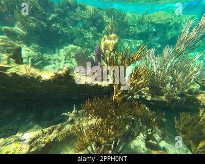 Sunken ship under the sea. Beautifiul underwater colorful coral reef at Caribbean Sea at Honeymoon Beach on St. Thomas, USVI Stock Photo