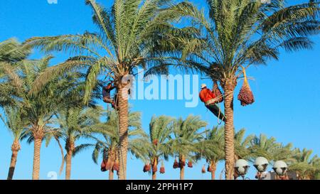 Harvesting dates in Egypt. Men collect ripe dates on palm trees in Africa Stock Photo
